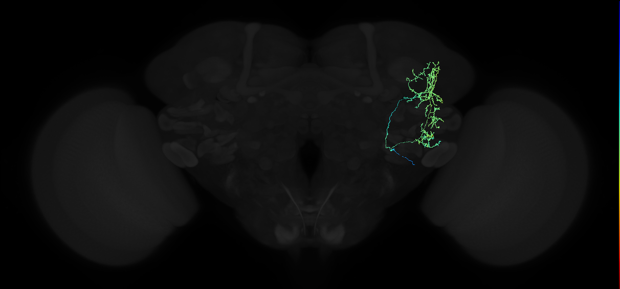 adult anterior ventrolateral protocerebrum neuron 253