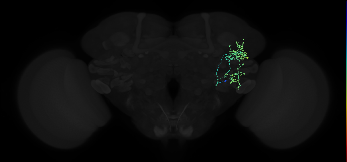 adult anterior ventrolateral protocerebrum neuron 254