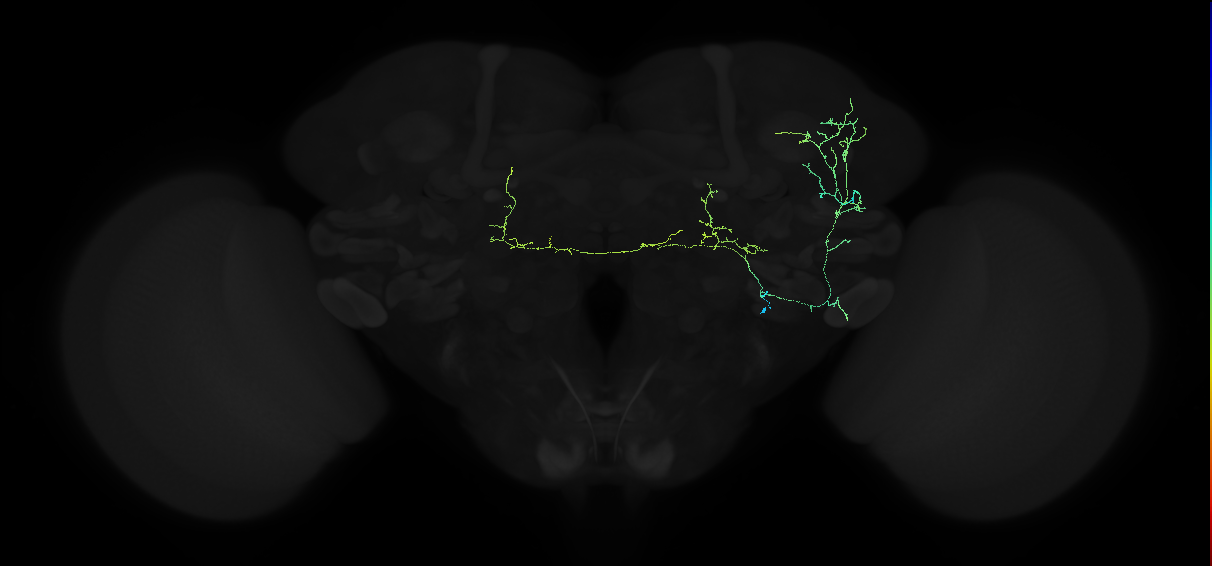 adult anterior ventrolateral protocerebrum neuron 255