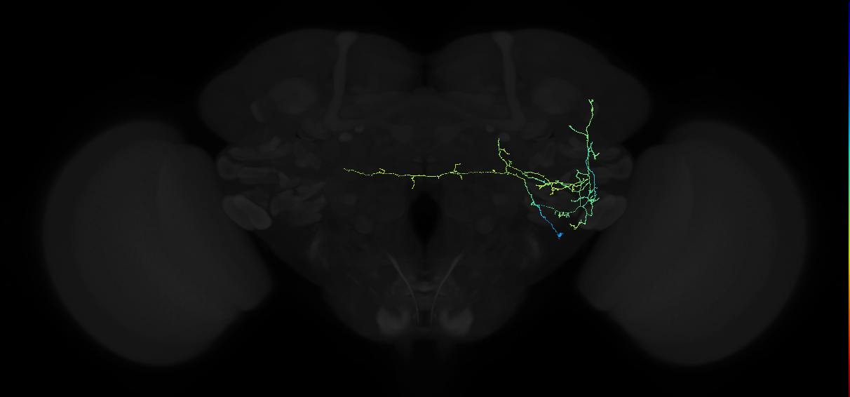 adult anterior ventrolateral protocerebrum neuron 256