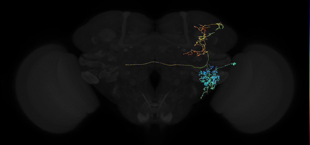 adult anterior ventrolateral protocerebrum neuron 257