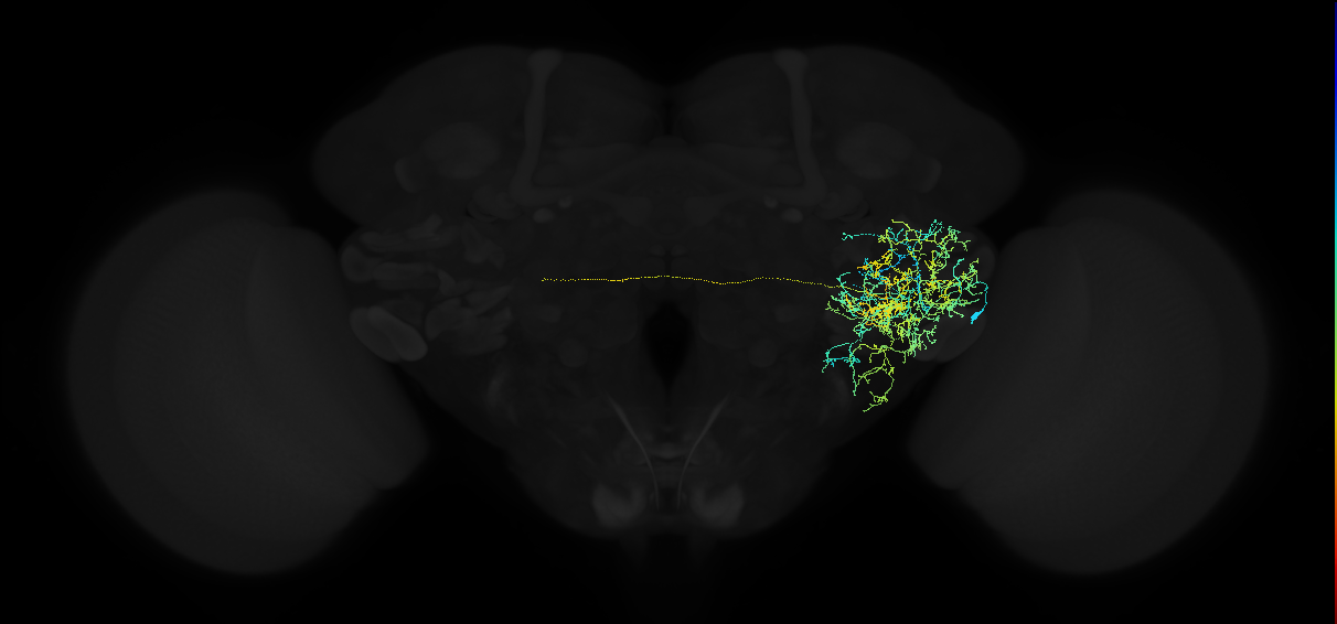 adult anterior ventrolateral protocerebrum neuron 258