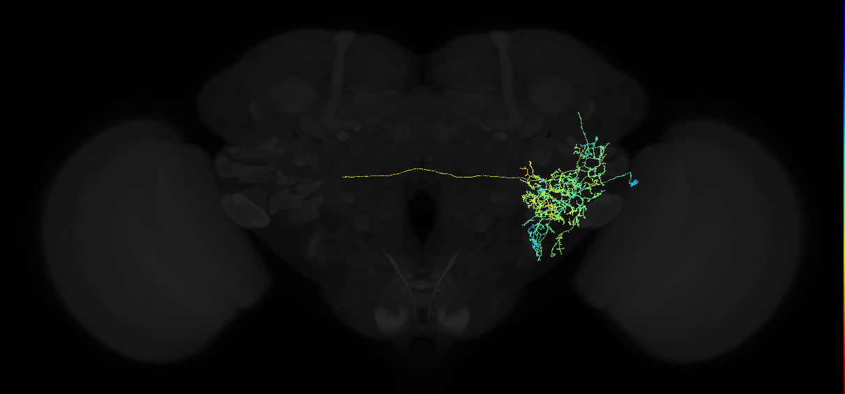 adult anterior ventrolateral protocerebrum neuron 259