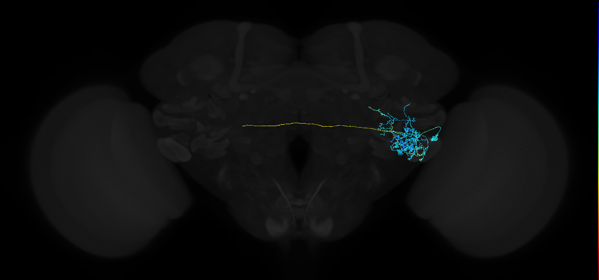 adult anterior ventrolateral protocerebrum neuron 260