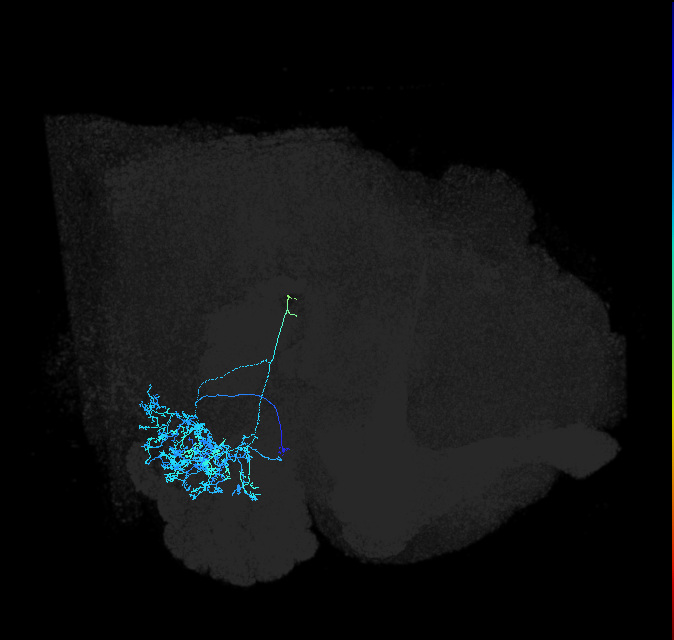 adult anterior ventrolateral protocerebrum neuron 261