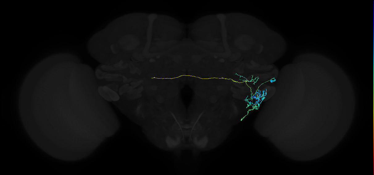 adult anterior ventrolateral protocerebrum neuron 263