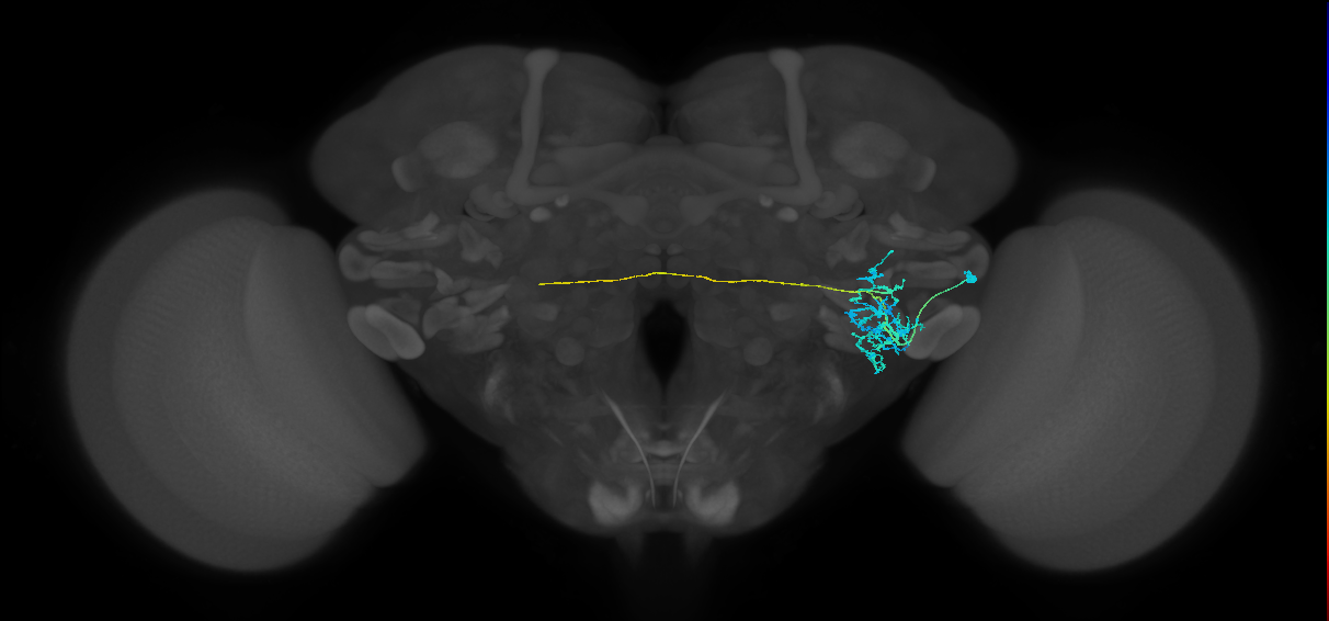 AVLP265_R (FlyEM-HB:1912647511)