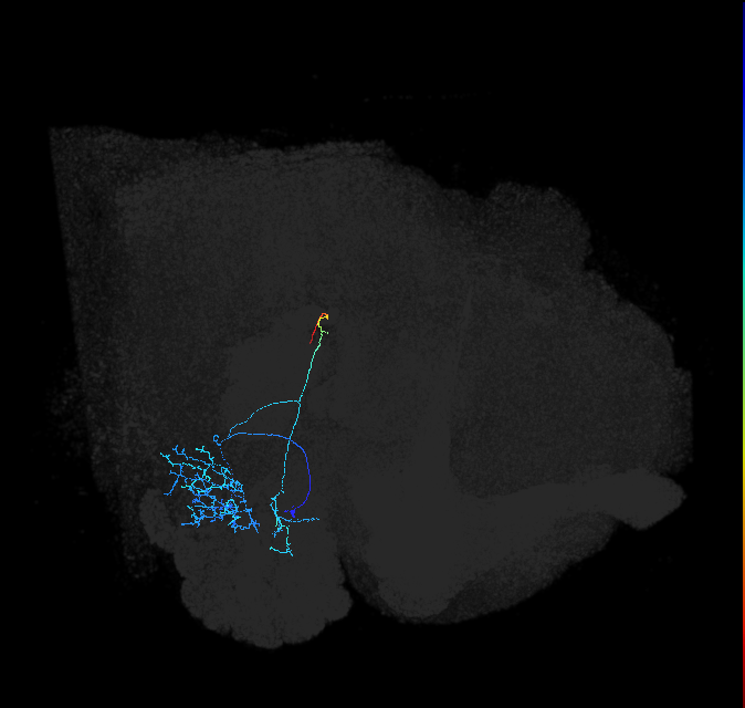 AVLP265_R (FlyEM-HB:1721758360)