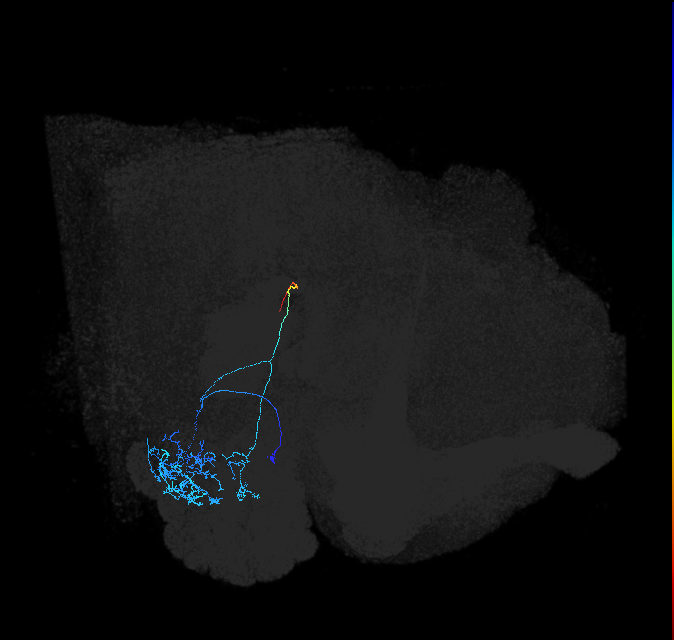 adult anterior ventrolateral protocerebrum neuron 265