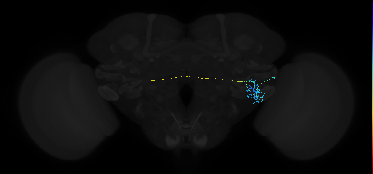 adult anterior ventrolateral protocerebrum neuron 265