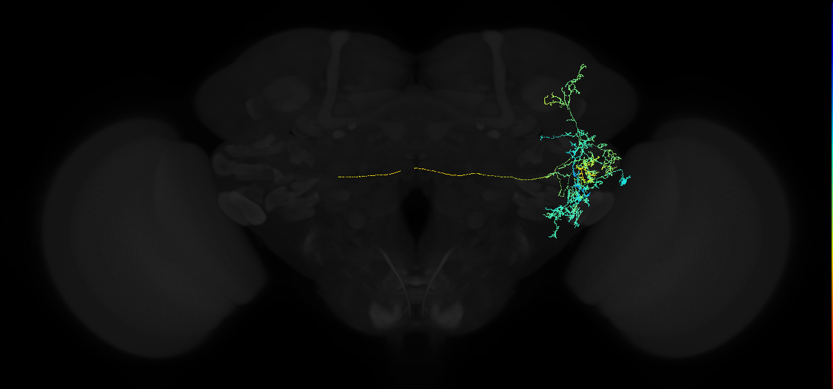 adult anterior ventrolateral protocerebrum neuron 266