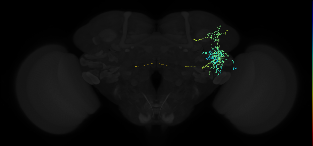 adult anterior ventrolateral protocerebrum neuron 267