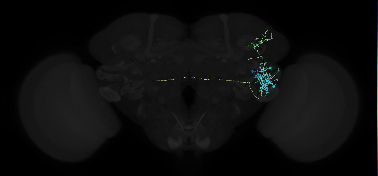 adult anterior ventrolateral protocerebrum neuron 268