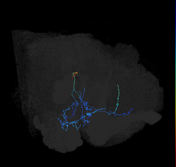 AVLP269_R (FlyEM-HB:1200209058)