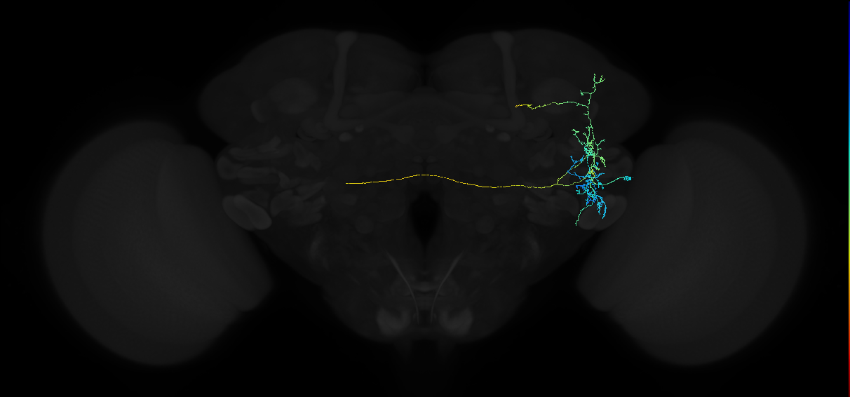 adult anterior ventrolateral protocerebrum neuron 269