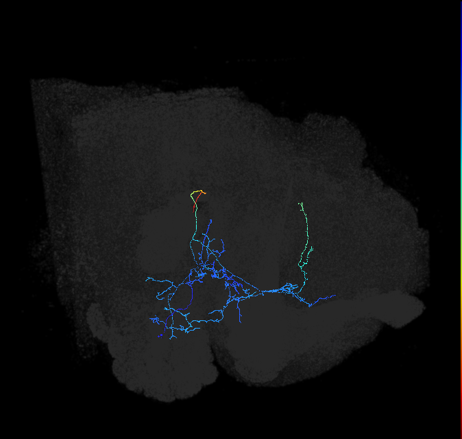 AVLP269_R (FlyEM-HB:5813070362)