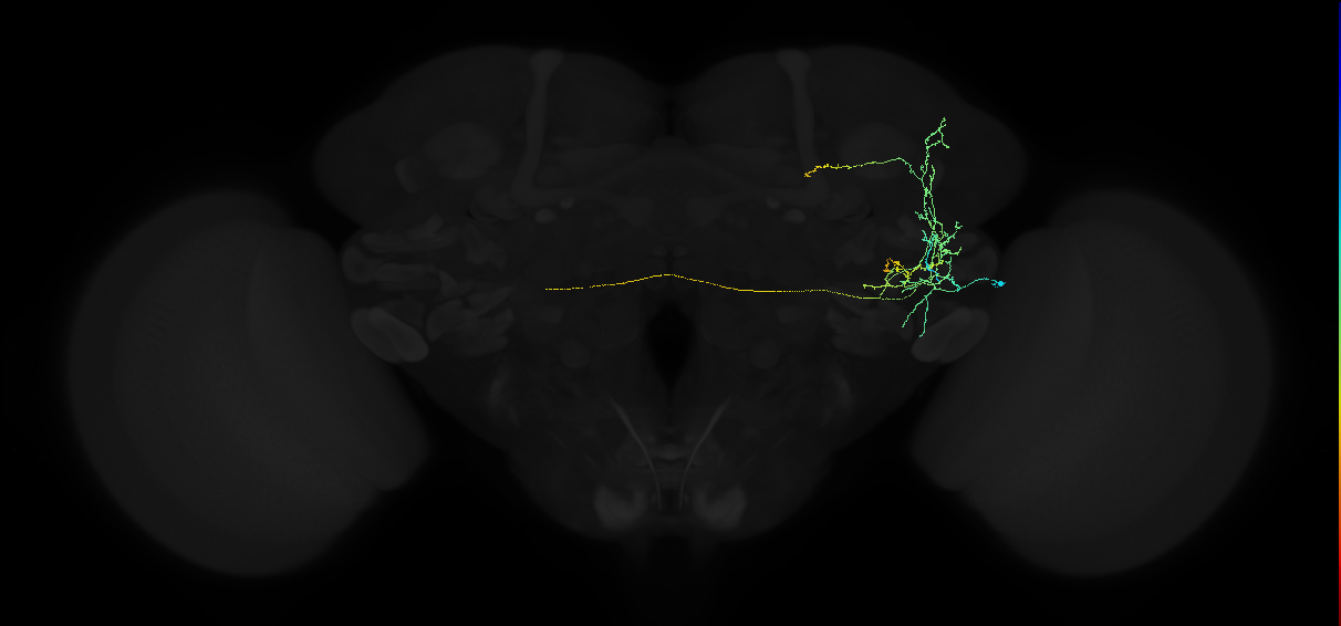 adult anterior ventrolateral protocerebrum neuron 270