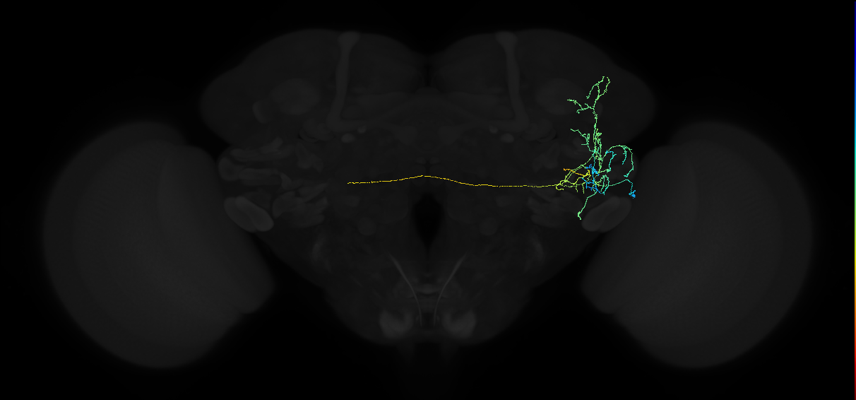 adult anterior ventrolateral protocerebrum neuron 271