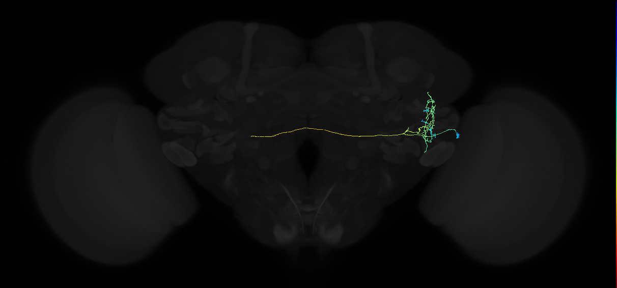 adult anterior ventrolateral protocerebrum neuron 273