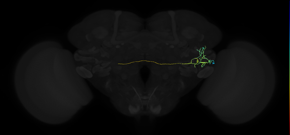adult anterior ventrolateral protocerebrum neuron 273