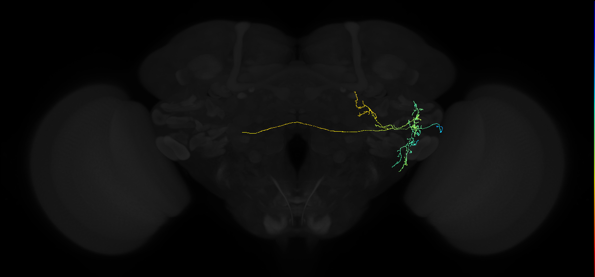 adult anterior ventrolateral protocerebrum neuron 274