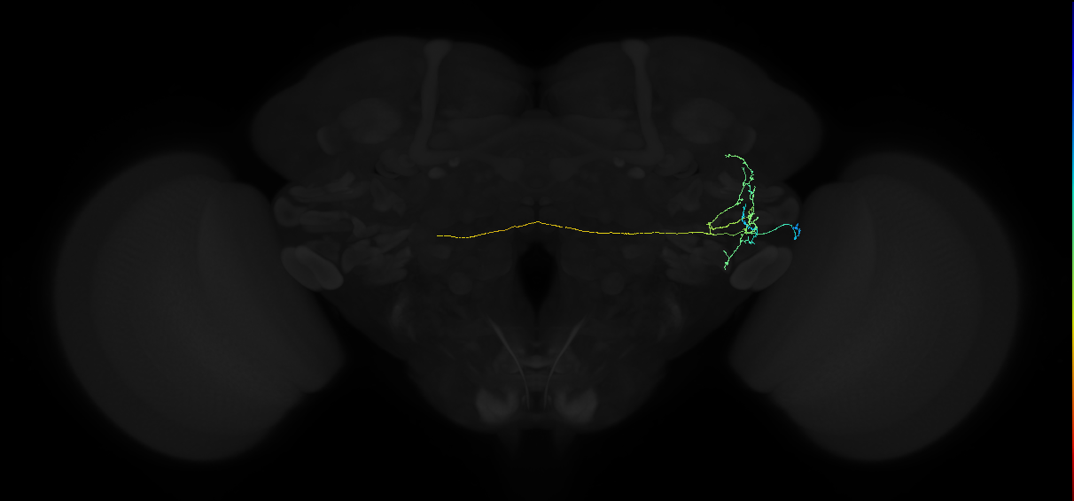 adult anterior ventrolateral protocerebrum neuron 276