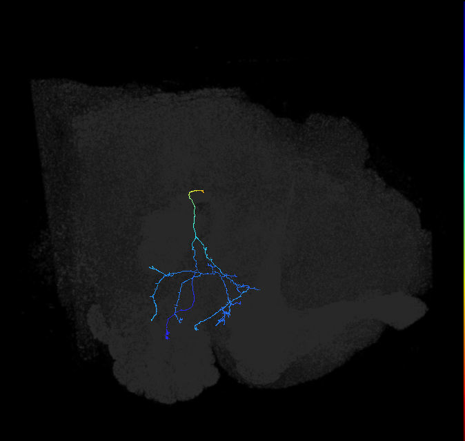 adult anterior ventrolateral protocerebrum neuron 276
