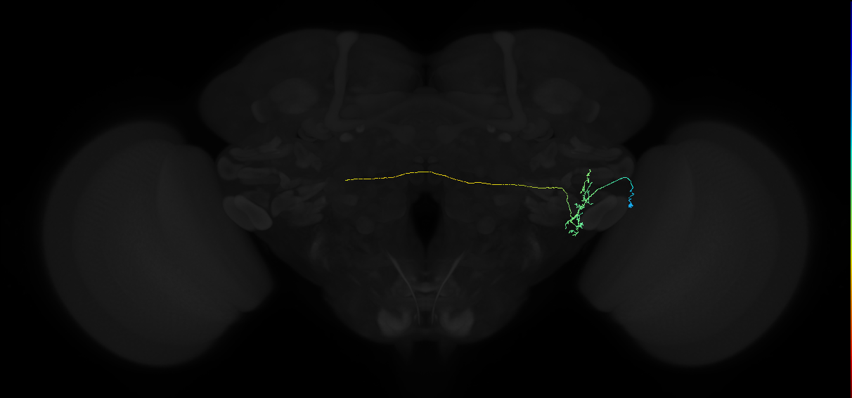 adult anterior ventrolateral protocerebrum neuron 277