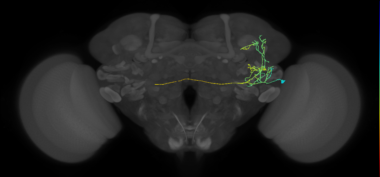 AVLP279_R (FlyEM-HB:829154825)