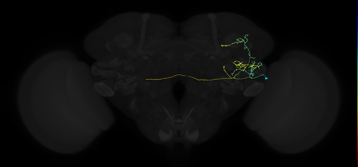 adult anterior ventrolateral protocerebrum neuron 279
