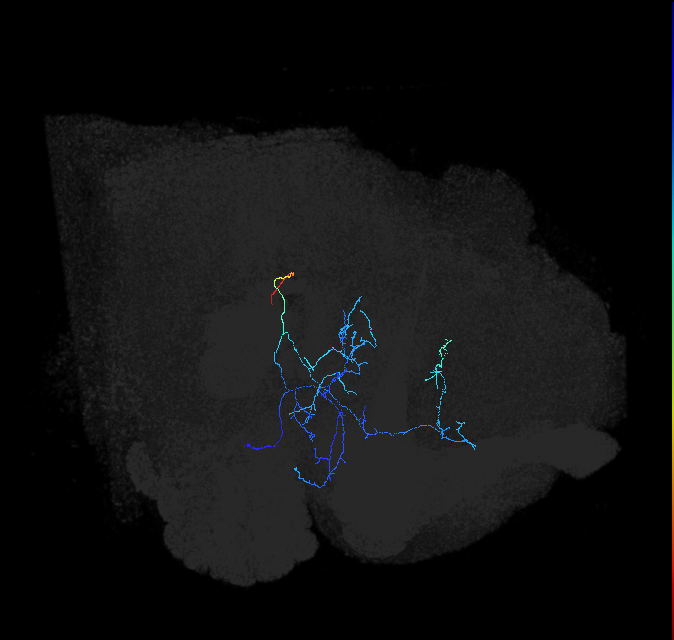 AVLP279_R (FlyEM-HB:1411336347)