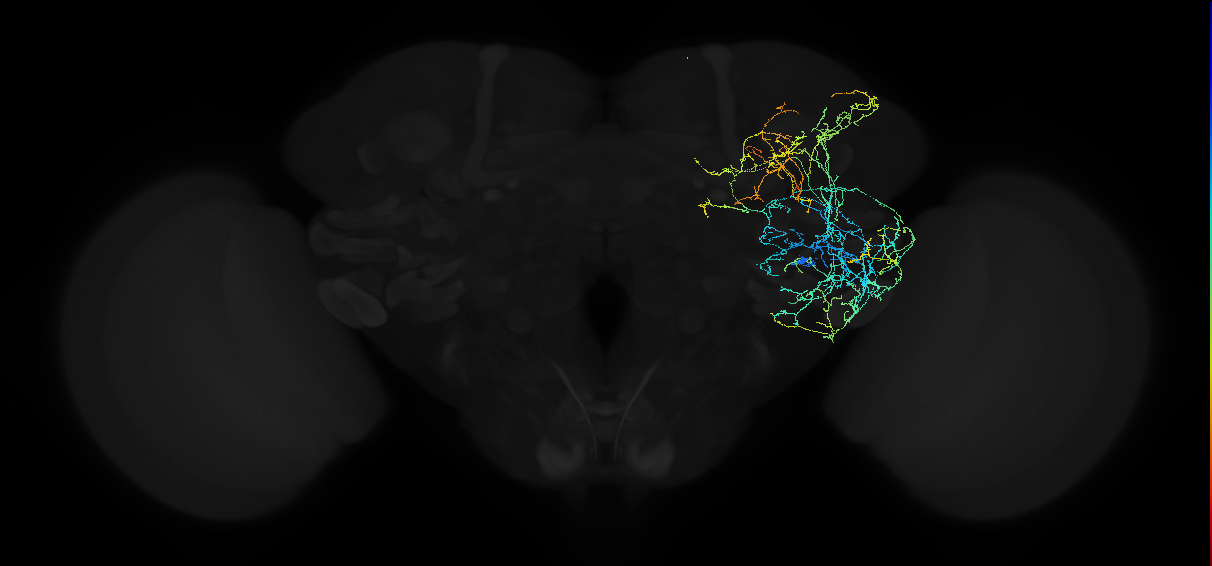 adult anterior ventrolateral protocerebrum neuron 281