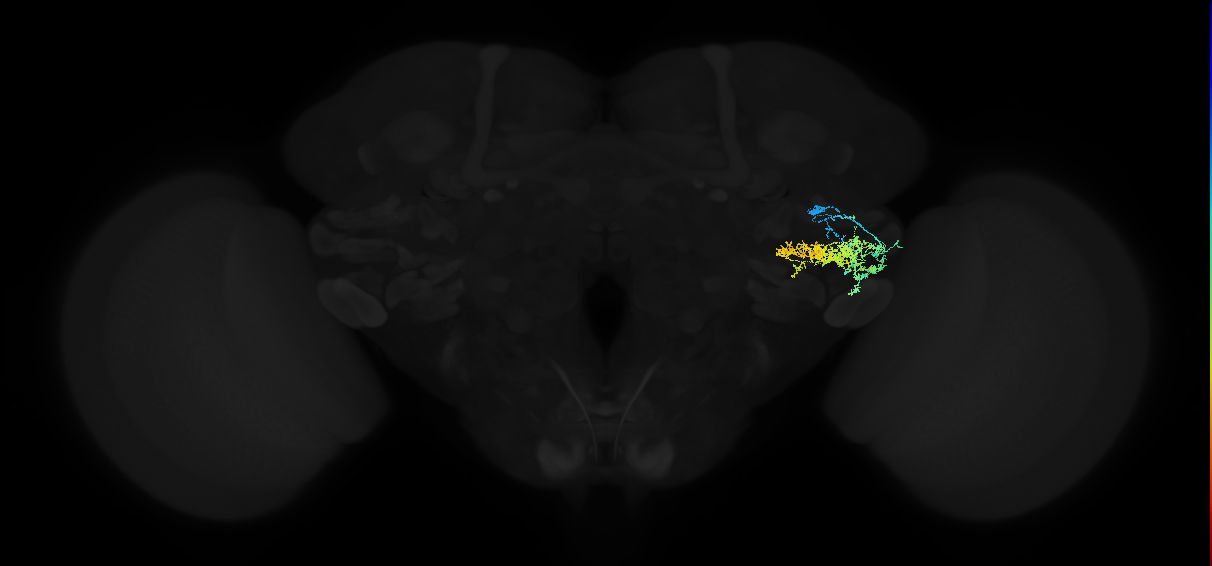 adult anterior ventrolateral protocerebrum neuron 282