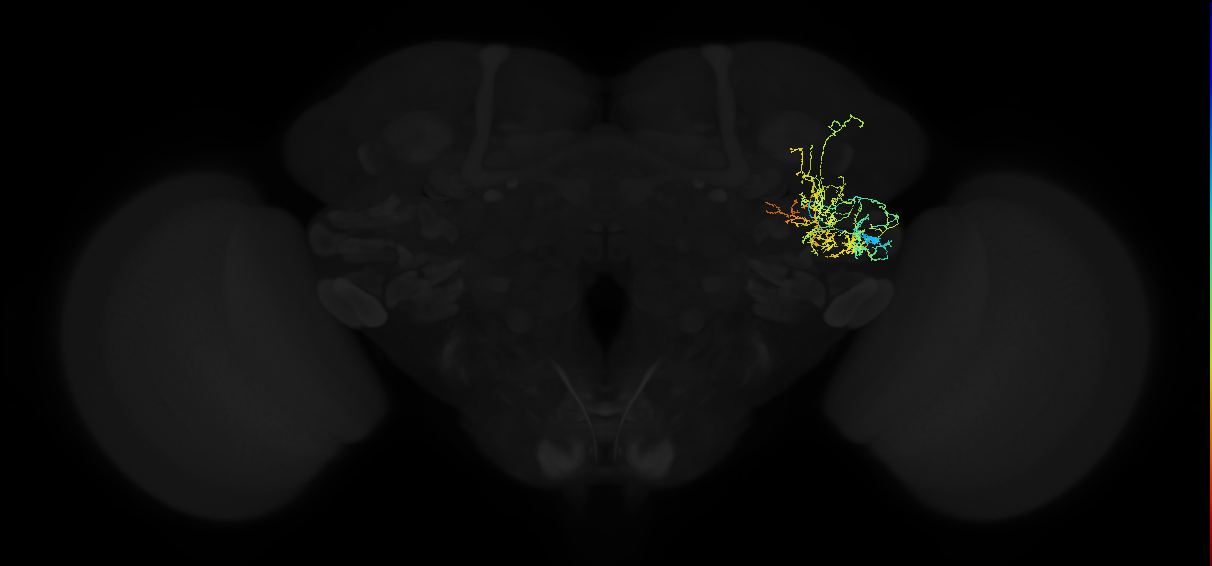 adult anterior ventrolateral protocerebrum neuron 284