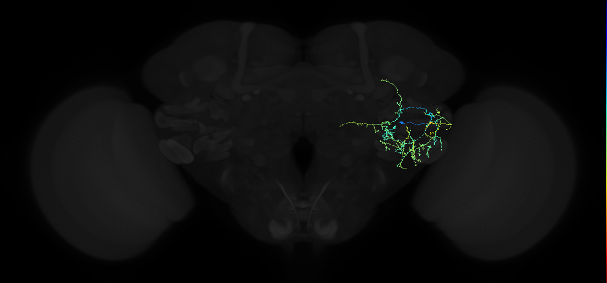 adult anterior ventrolateral protocerebrum neuron 285