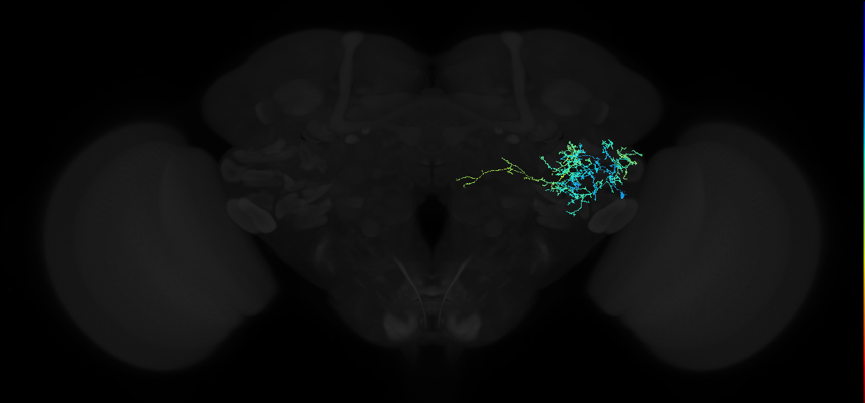 adult anterior ventrolateral protocerebrum neuron 286