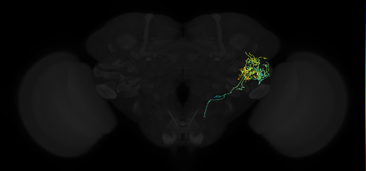 adult anterior ventrolateral protocerebrum neuron 288