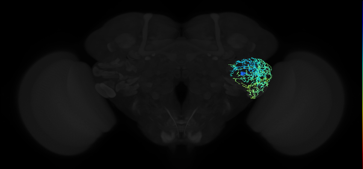 adult anterior ventrolateral protocerebrum neuron 289