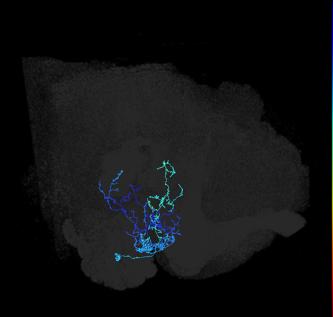 AVLP290_R (FlyEM-HB:1389142287)