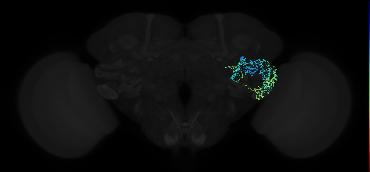 adult anterior ventrolateral protocerebrum neuron 290