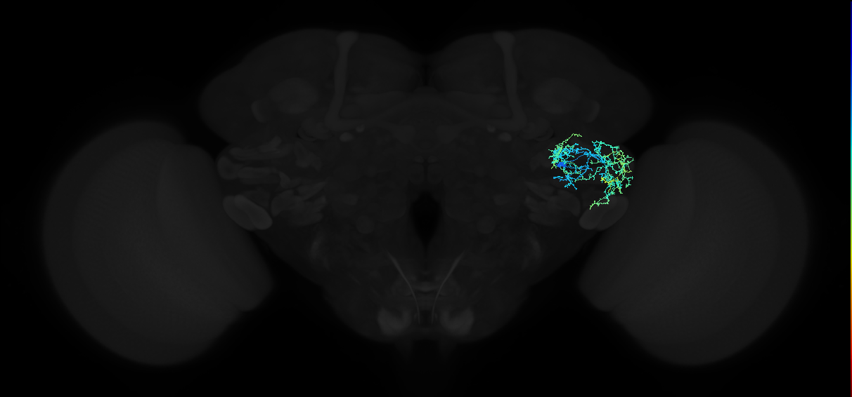 adult anterior ventrolateral protocerebrum neuron 291