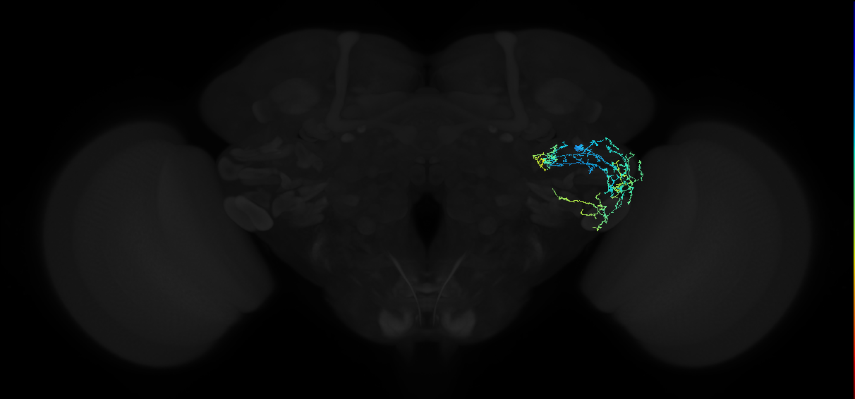 adult anterior ventrolateral protocerebrum neuron 292