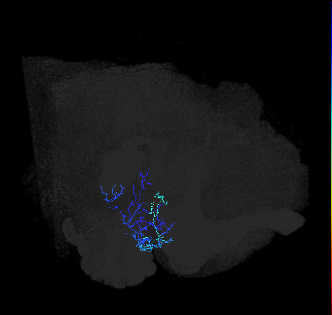 AVLP293_R (FlyEM-HB:1450167207)