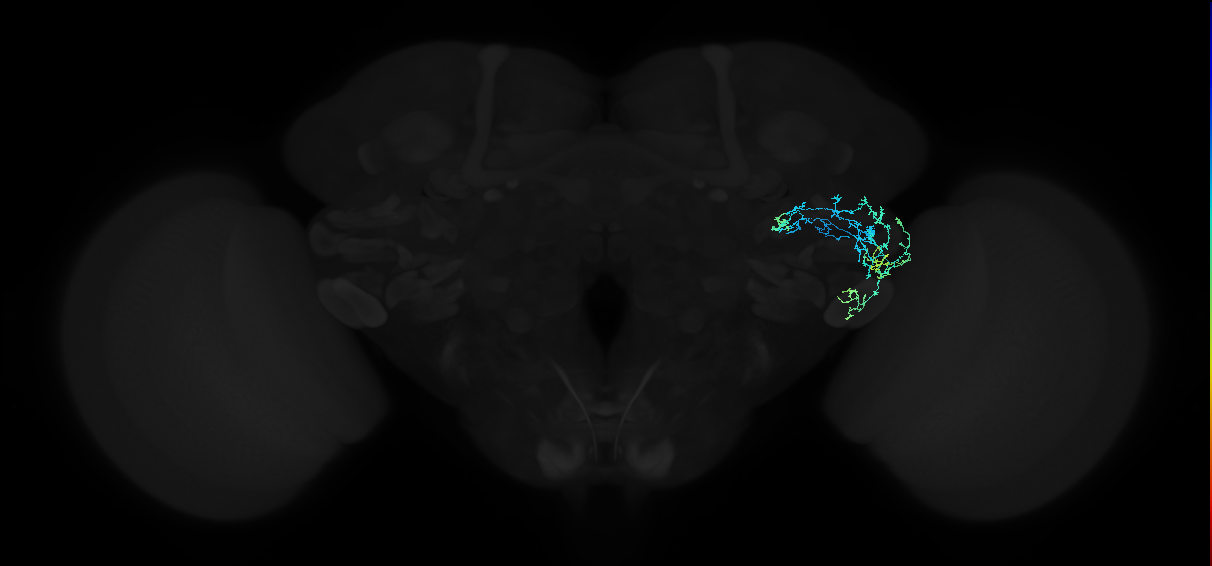 adult anterior ventrolateral protocerebrum neuron 293