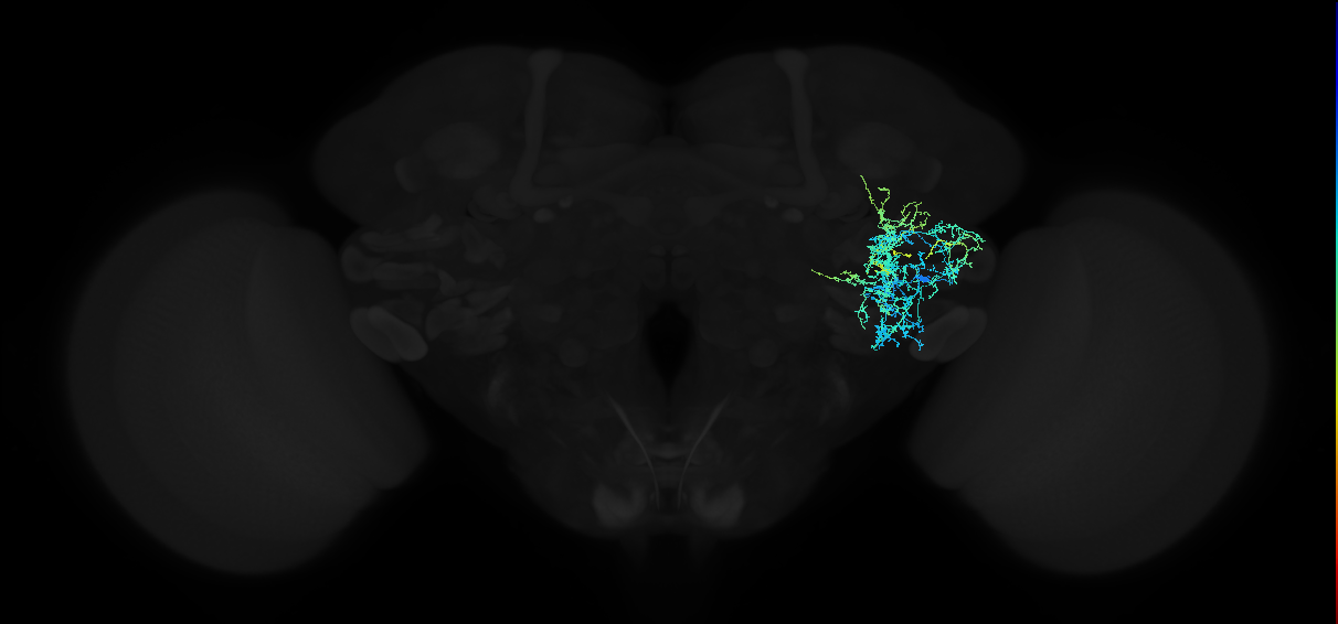 adult anterior ventrolateral protocerebrum neuron 294