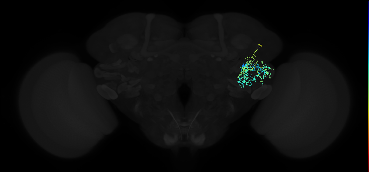 adult anterior ventrolateral protocerebrum neuron 295