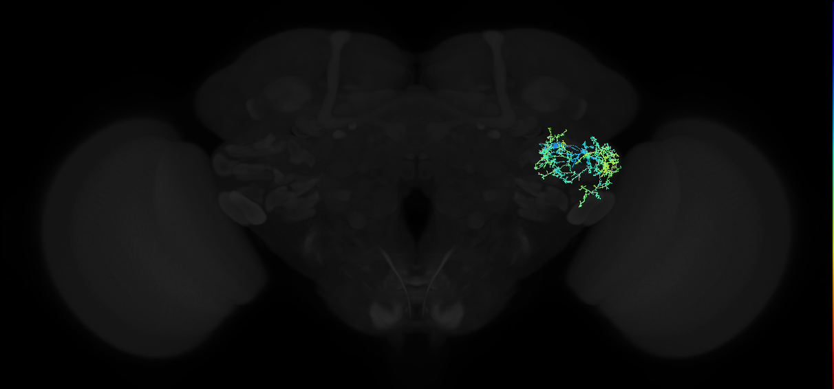 adult anterior ventrolateral protocerebrum neuron 296