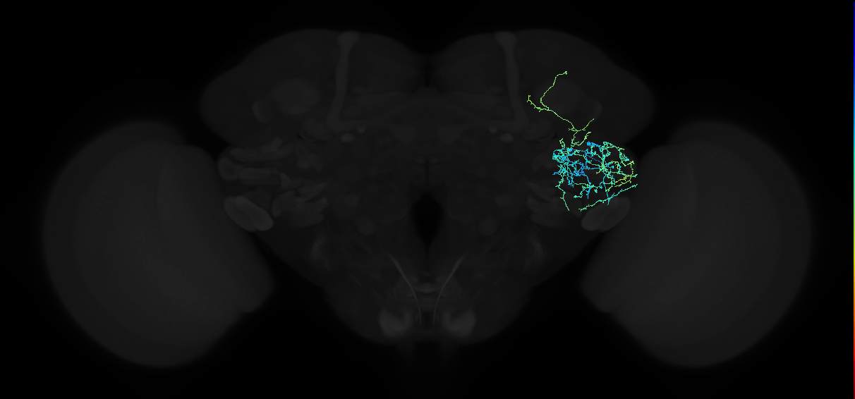 adult anterior ventrolateral protocerebrum neuron 297