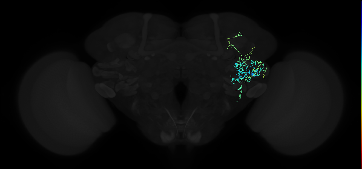 adult anterior ventrolateral protocerebrum neuron 297