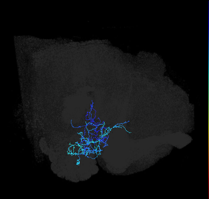 AVLP297_R (FlyEM-HB:1138518446)